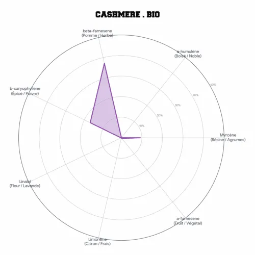 CASHMERE • BIO – Image 4