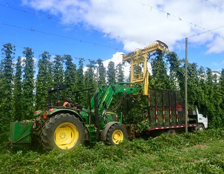 Camaret-sur-Aigues. En pleine récolte du houblon