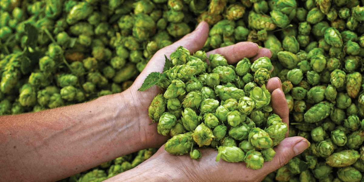 Comment choisir son hop blending? Partie #1 - HOPSTORE