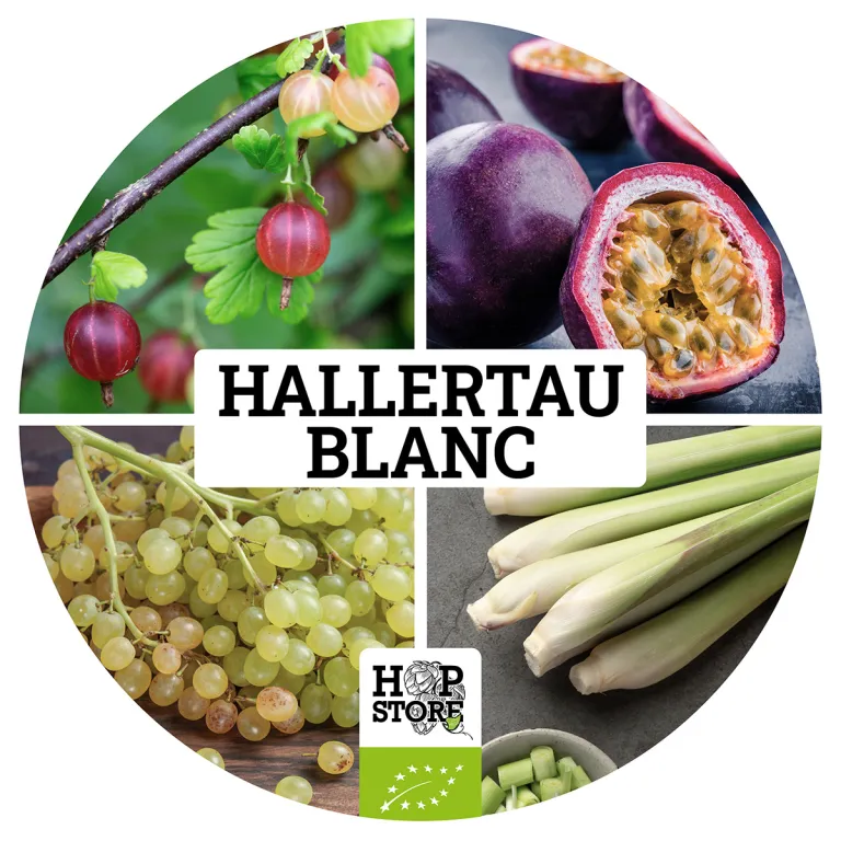 HALLERTAU-BLANC-QUAD-2022 HALLERTAU BLANC • BIO – Image 1