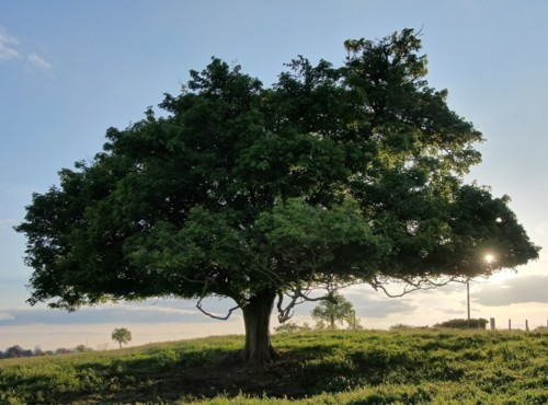 charollais-bio-campagne