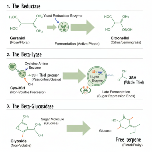 Les 3 processus de biotransformation