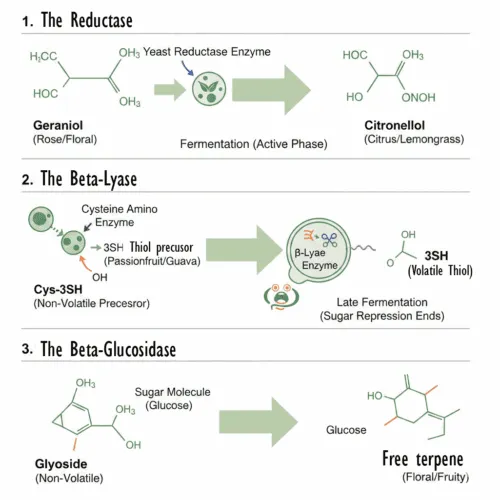 The 3 biotransformation processes